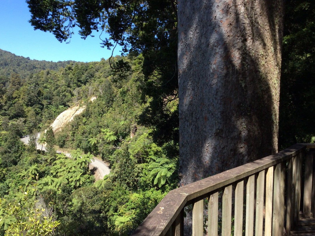 Square Kauri Tree-科罗曼德必去景点