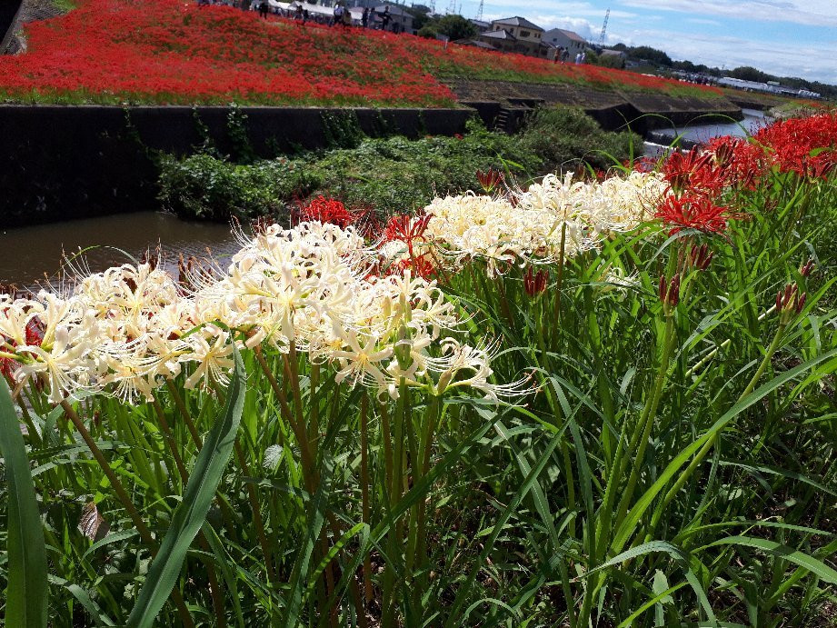 Niimi Nankichi Memorial Museum-半田市必去景点