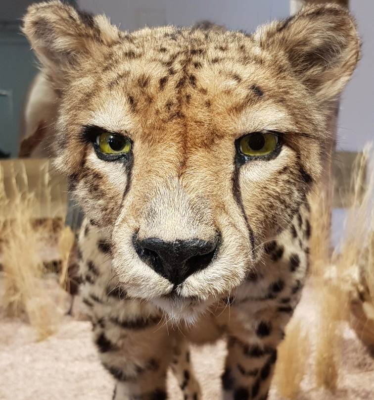 Museum Auberlehaus-Trossingen必去景点