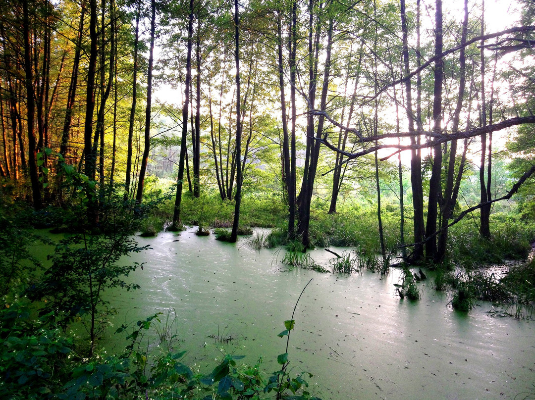 Niebieskie Zrodla Nature Reserve景点图片