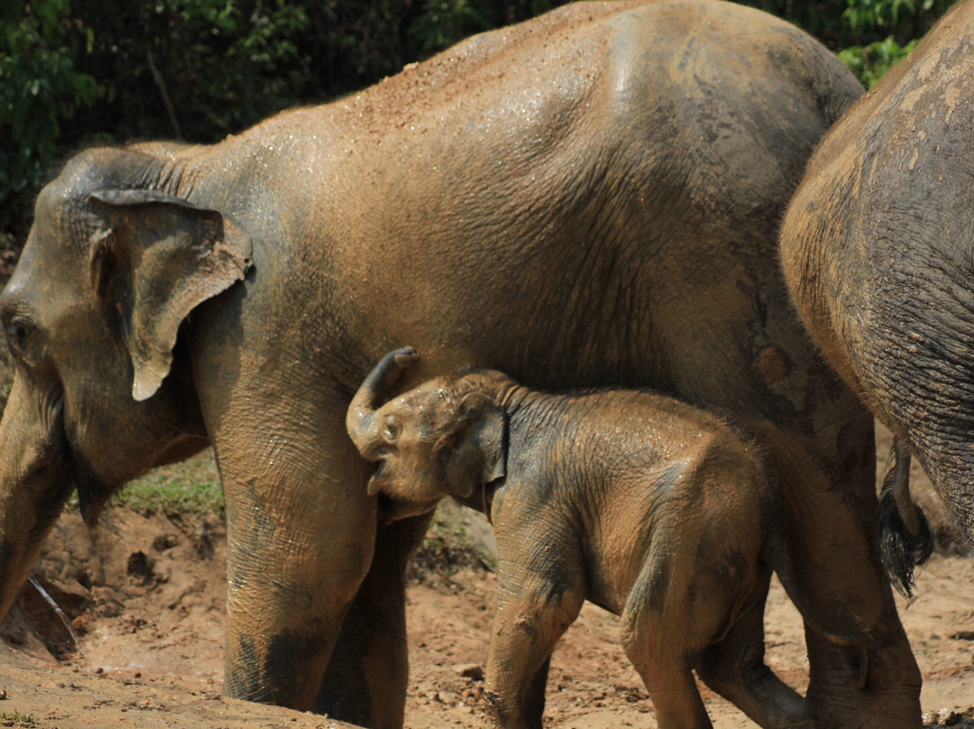 Karen Tribe Native Elephant-清迈必去景点