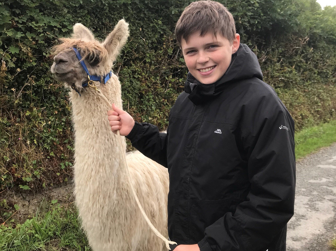 Pembrokeshire Llama Sanctuary-Llandissilio必去景点