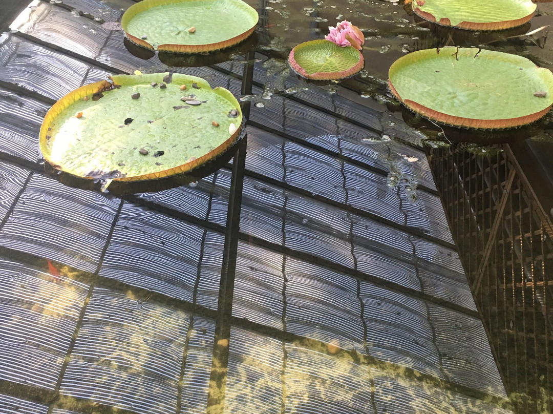 Giardino dei Platani景点图片