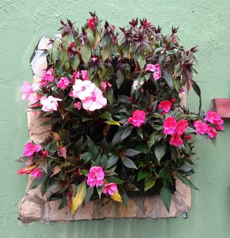 Vivero Crisalide景点图片