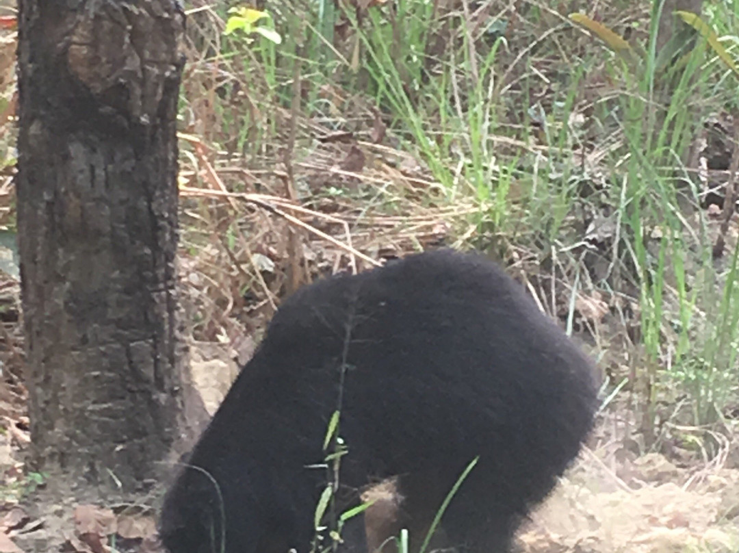 Jungle Safari Chitwan-苏拉哈必去景点