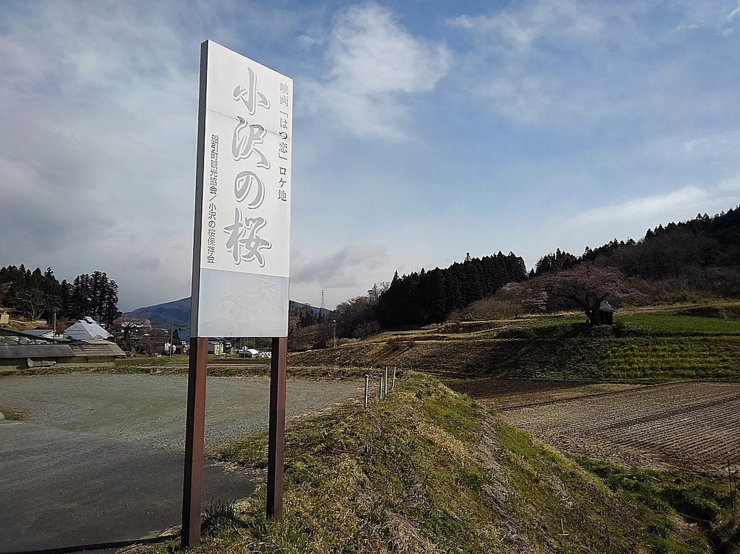 Ozawa no Sakura景点图片