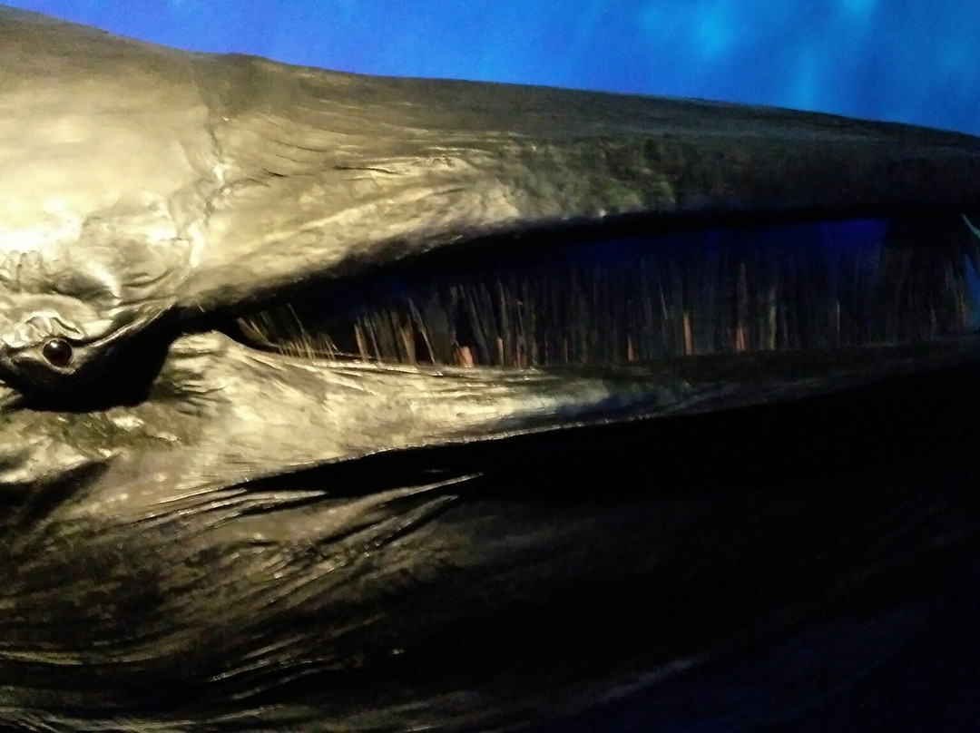 Musée d'histoire naturelle Fribourg-弗里堡必去景点