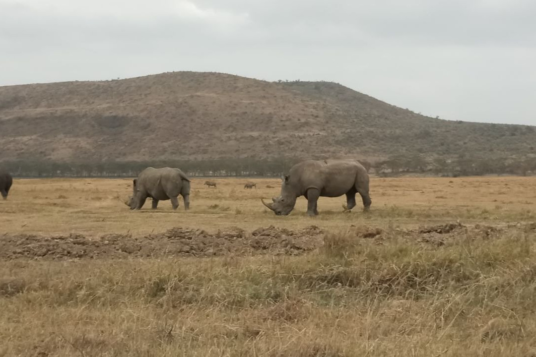 Bush Baby Safaris-内罗毕必去景点
