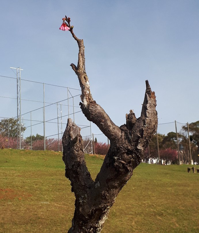 Parque Do Lago景点图片