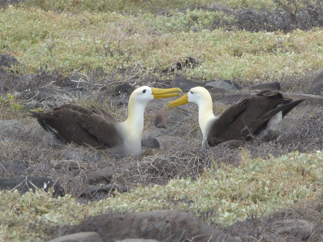 Cruise In Galapagos景点图片