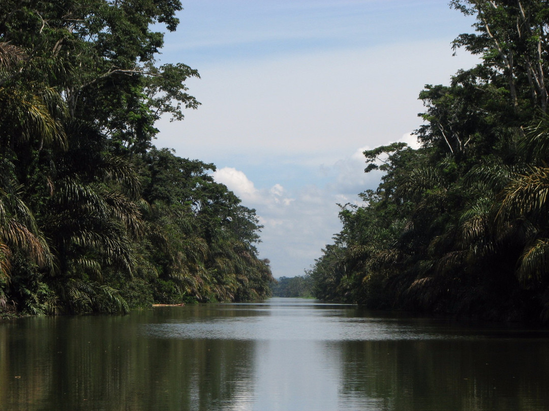 Tortuguero Wildlife Tour景点图片