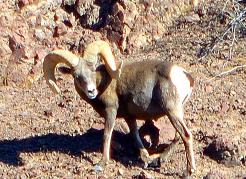 Bluewater Jet Boat Tours-哈瓦苏湖城必去景点