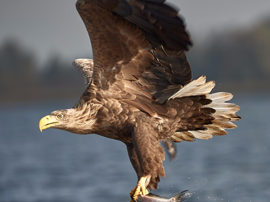 Fotołowy  - Orły z Bliska (Eagles of the Oder Delta )景点图片