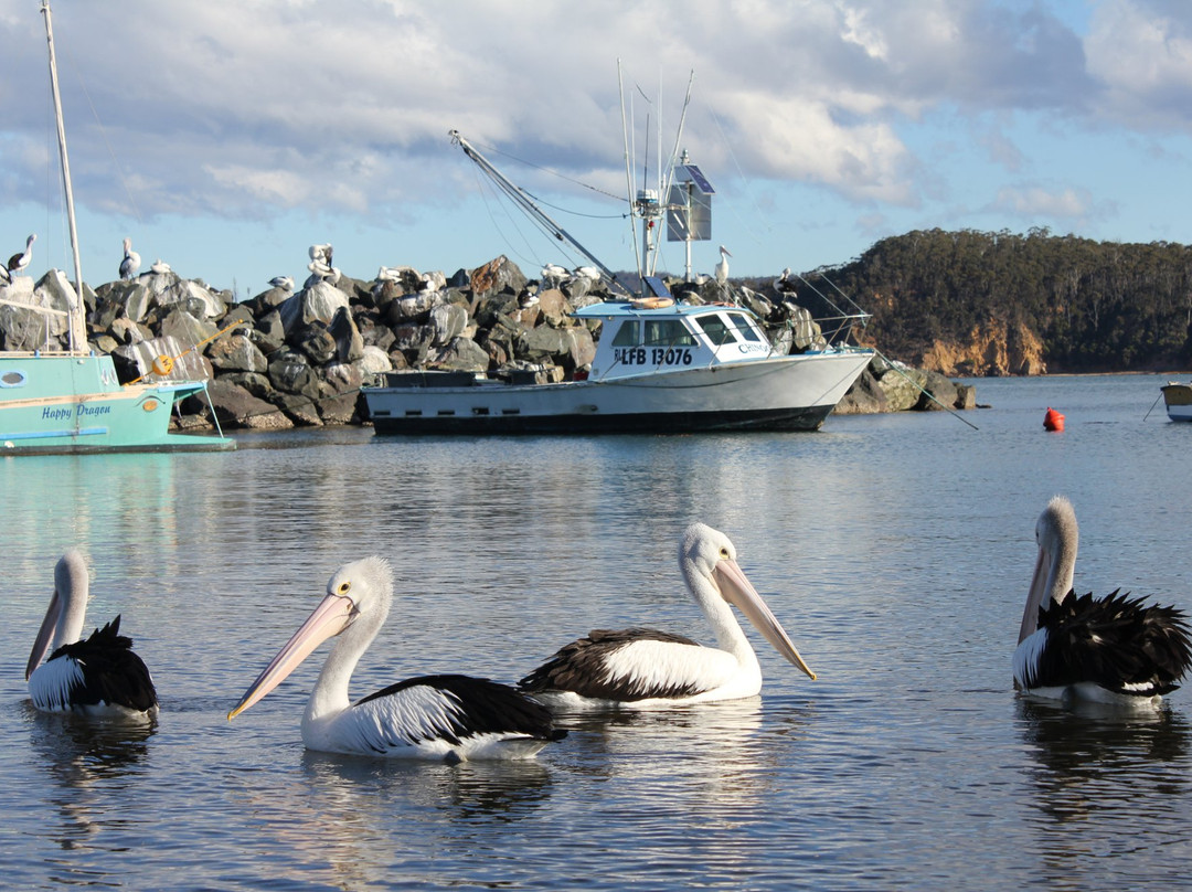 Australia's Coastal Wilderness Adventures-伊登港必去景点