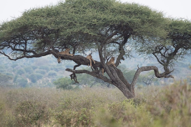 Serengeti Sunset Tours景点图片