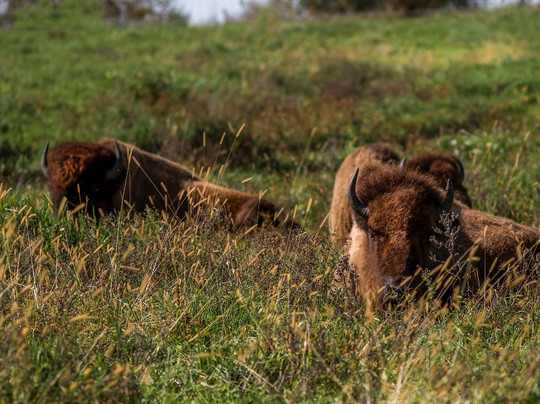 Lewis A. Jester County Park-Granger必去景点
