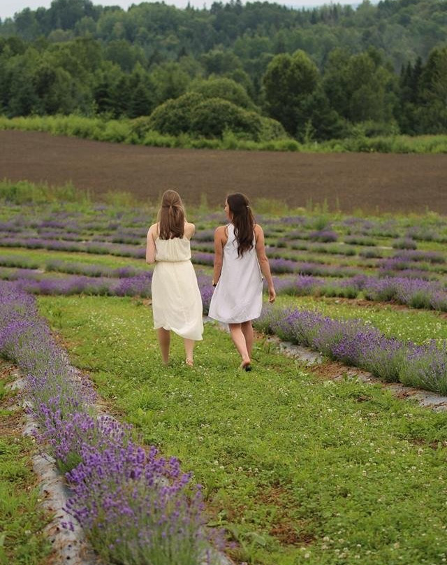 Passion Lavande-Saint-Severe必去景点