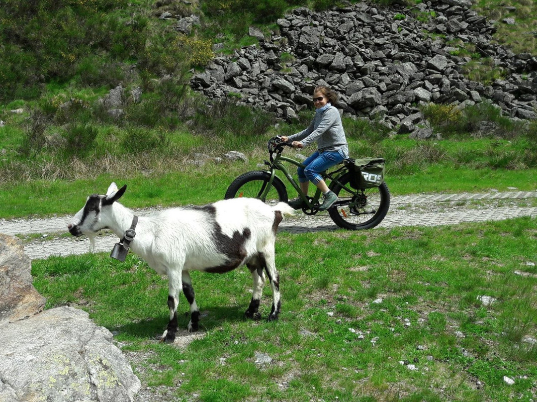 Spot E-bikes & More景点图片