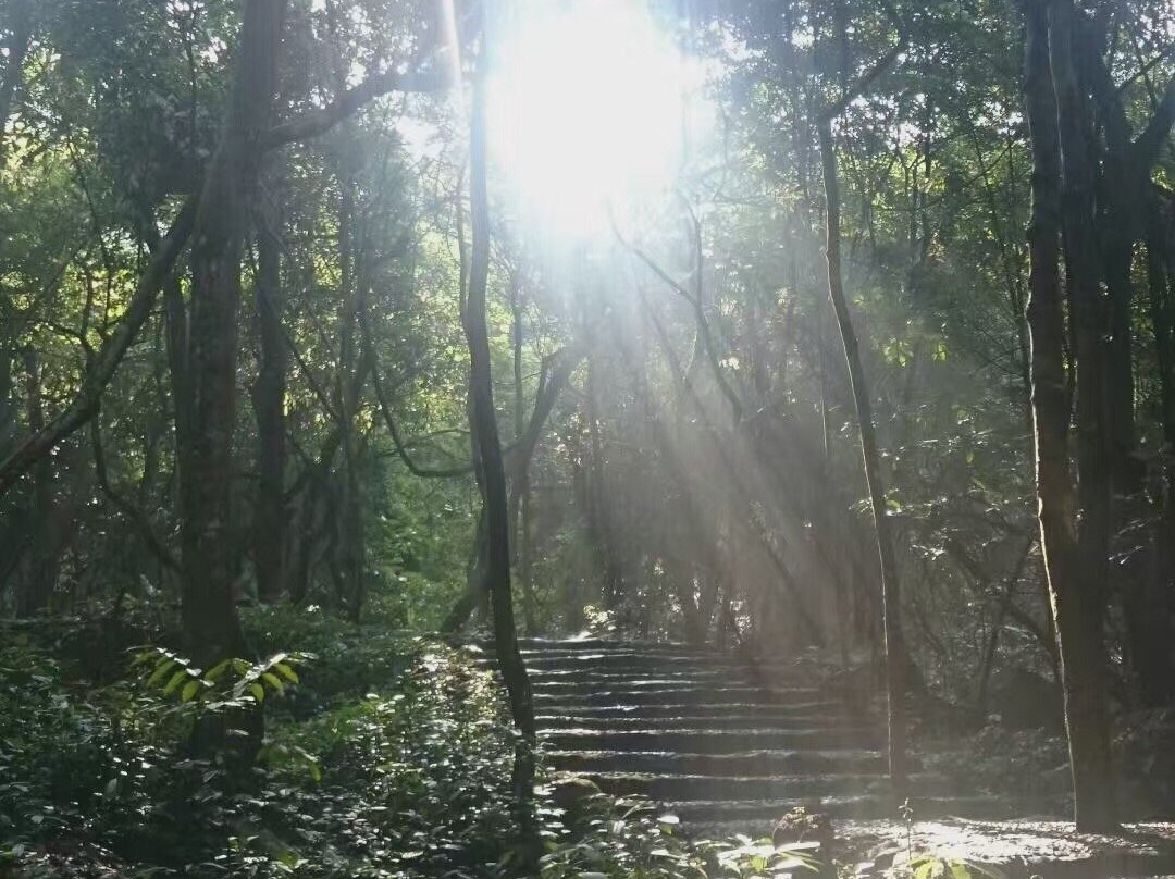 桂山原始森林景点图片