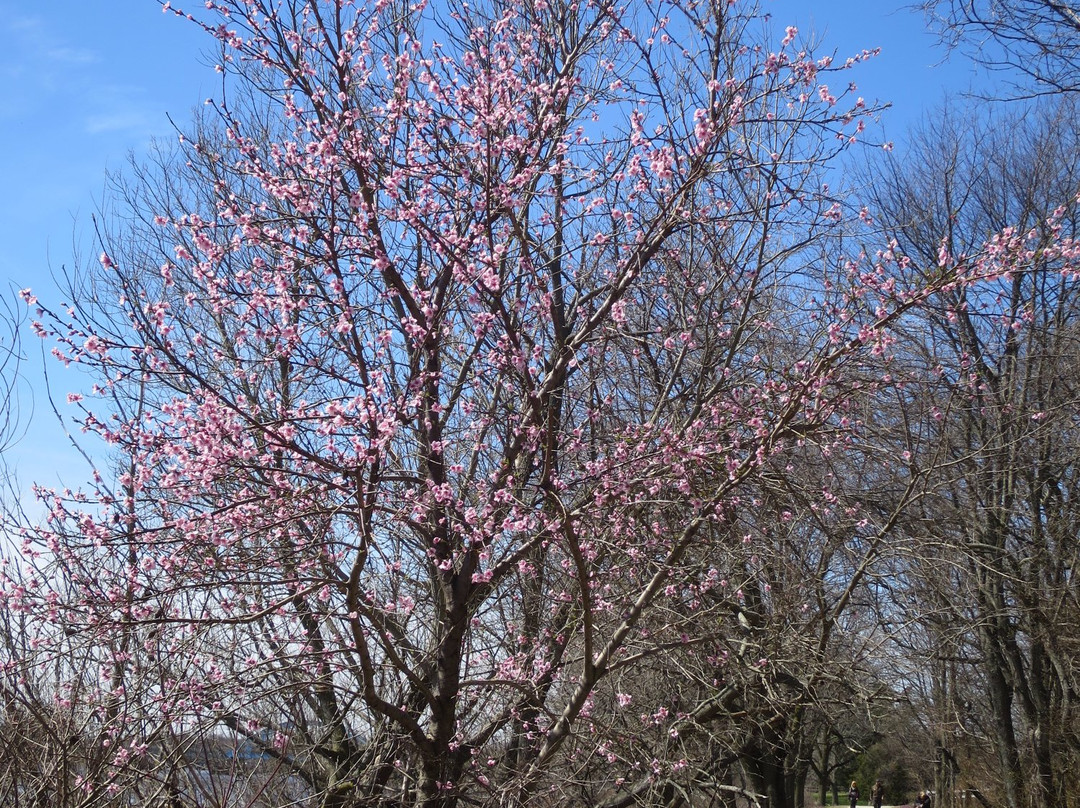 Pennington Park-Delanco必去景点