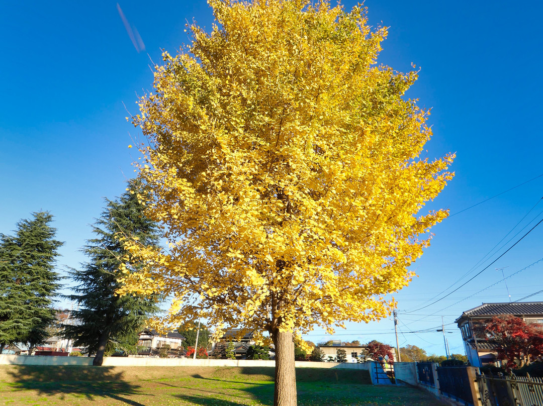 だいてばこ広場-野木町必去景点