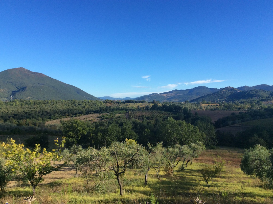 The Olive People景点图片