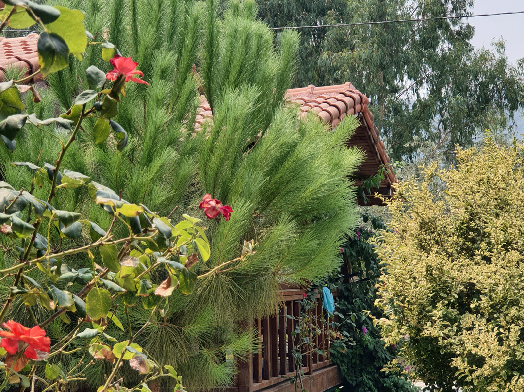 Çirali Natural Li̇fe Bungalows Hotel