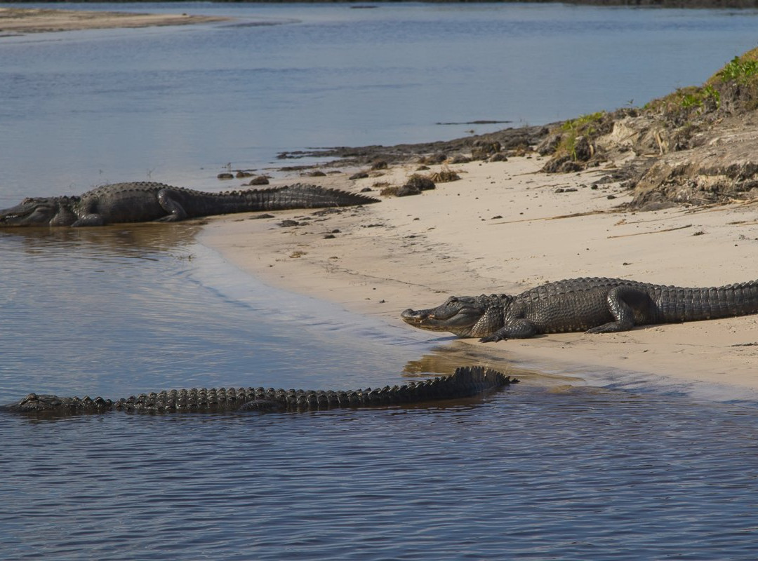 AirBoat Rides at Midway-Christmas必去景点