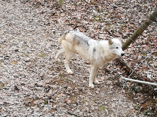 Wildpark Ernstbrunn-Ernstbrunn必去景点