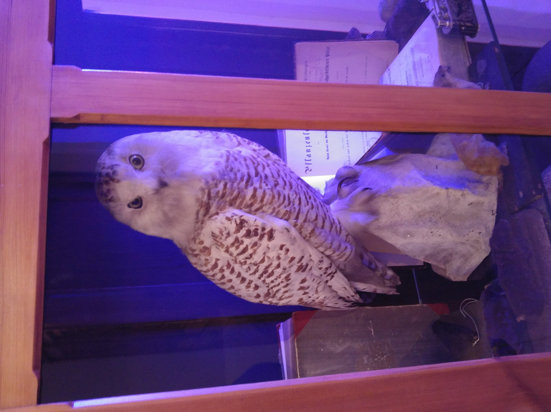 Natural History Museum-Jelenia Gora必去景点