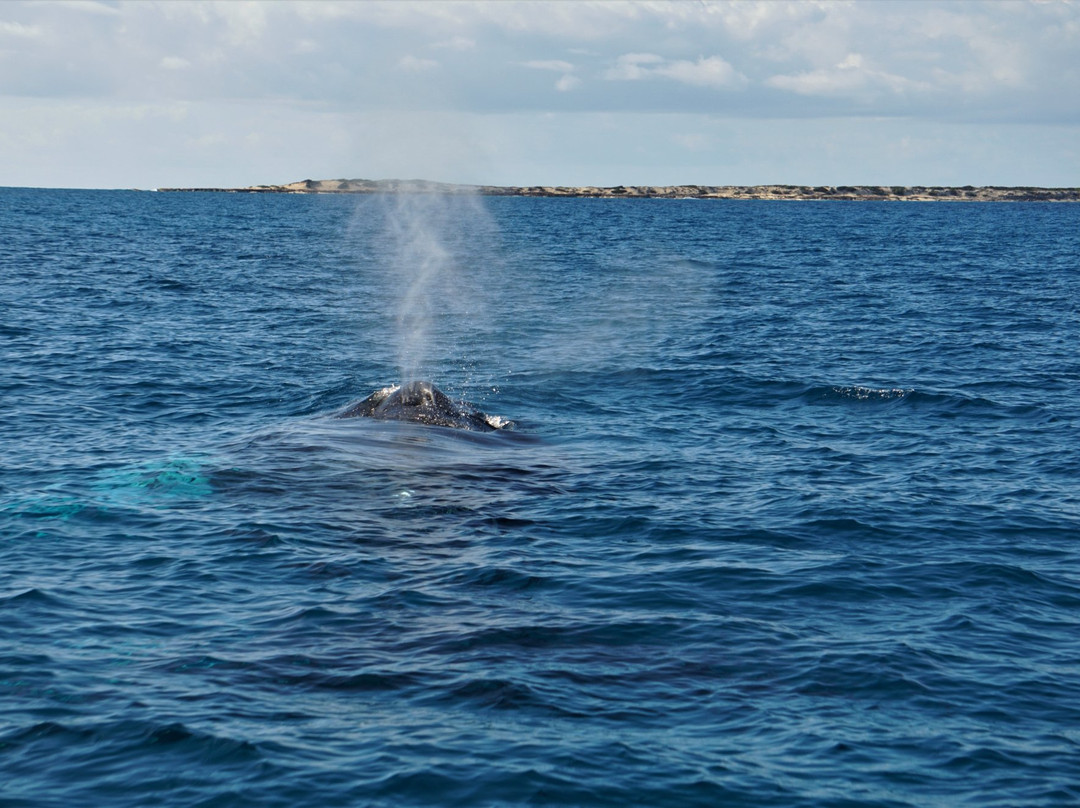Green Flash Whale Tours-Salt Cay必去景点
