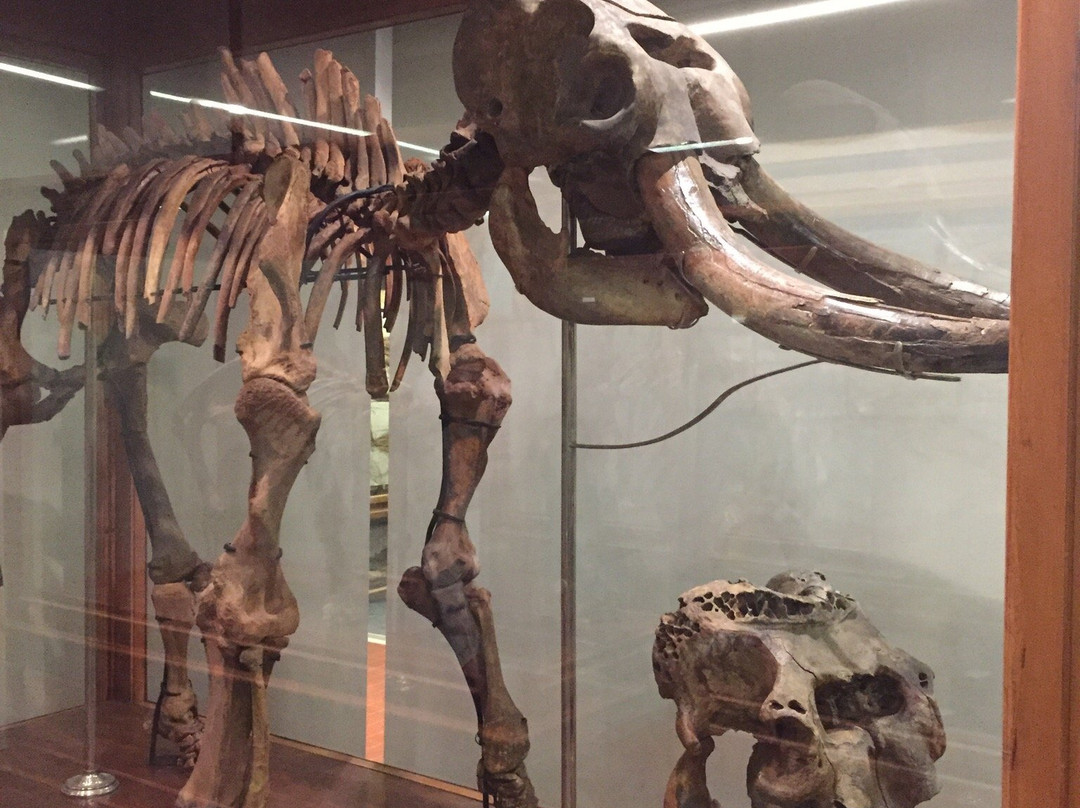 Museum of Geology and Palaeontology-帕多瓦必去景点