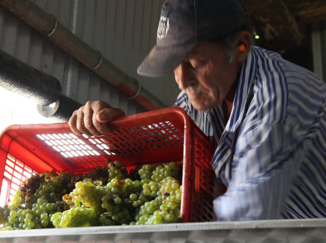 Bodega Garaje Casa Grande景点图片