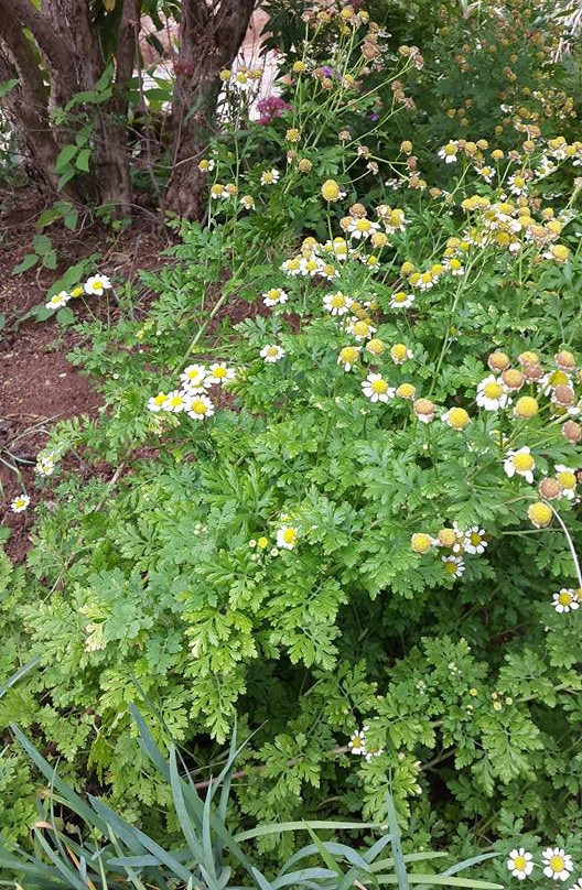Margaret Roberts Herbal Centre-Magaliesburg必去景点