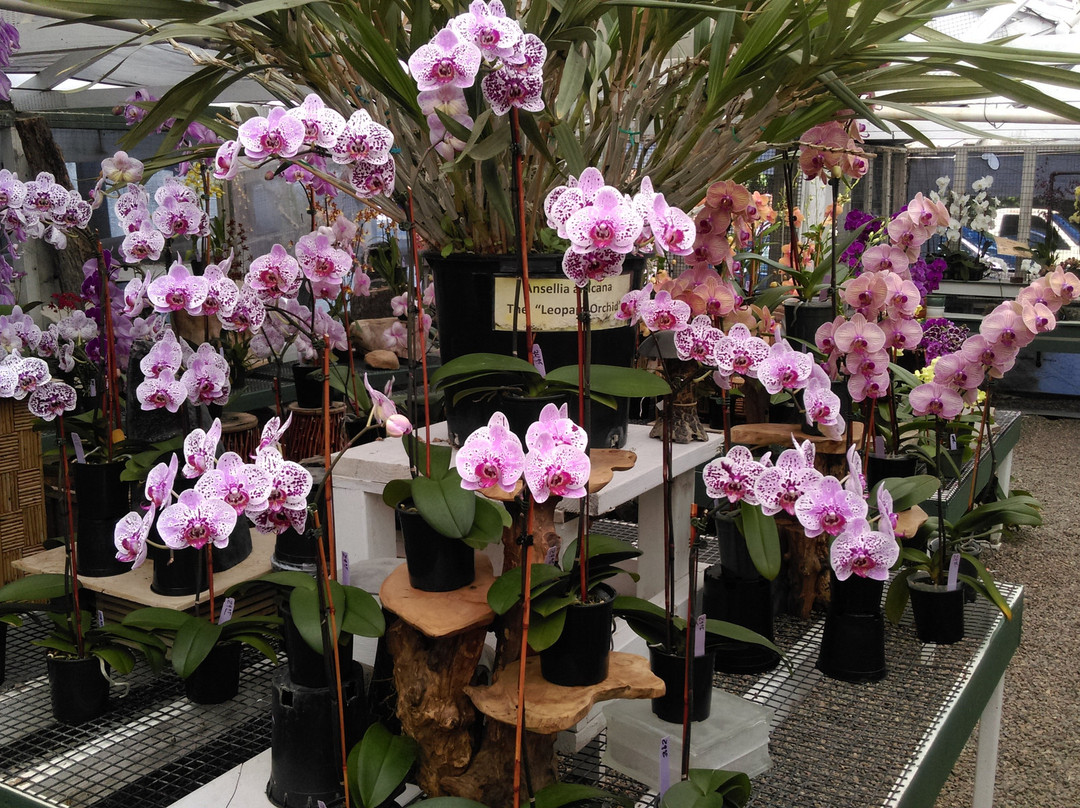 Cal Pacific Orchid Farm-恩西尼塔斯必去景点