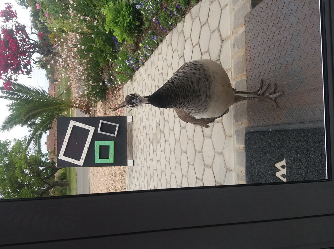 Cape Palette Art Gallery-乔治必去景点