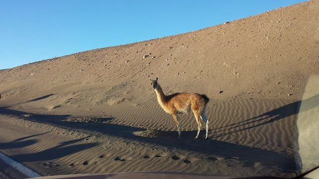 Salar de Coposa-Pica必去景点