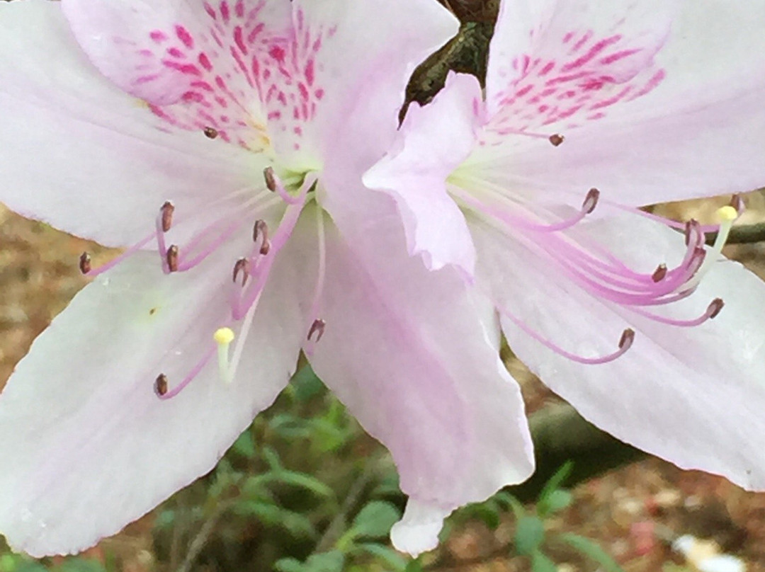 Kasama Azalea Matsuri-笠间市必去景点