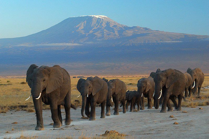 Amboseli Eco-system旅游攻略图片