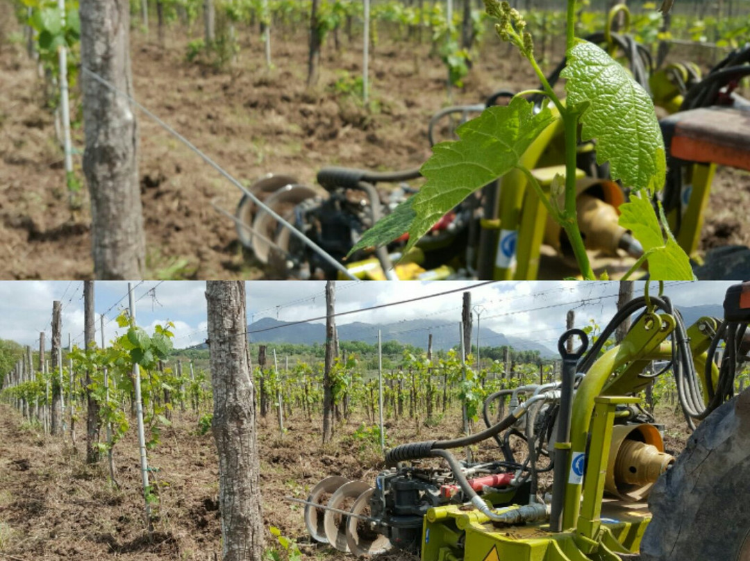 Azienda Agricola Meoli景点图片