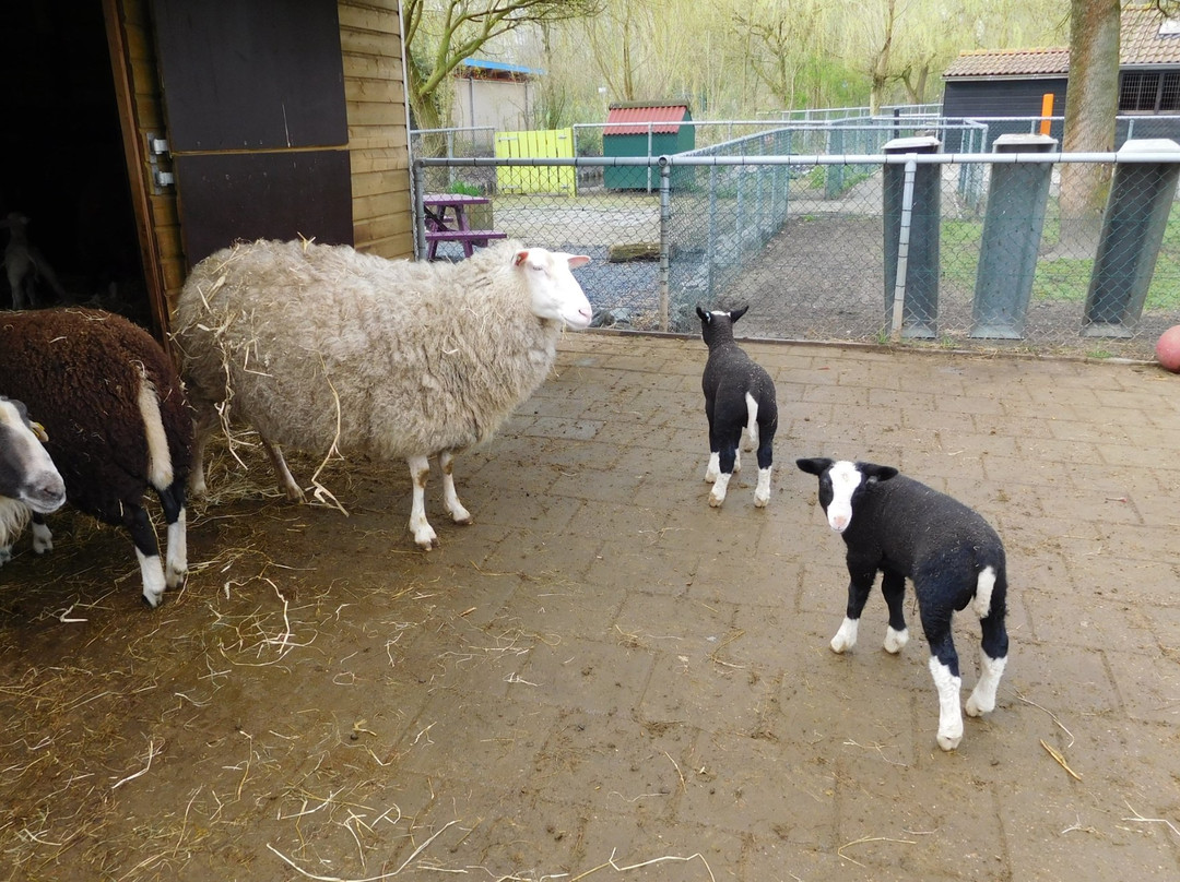 Middelburg旅游景点-Kinderboerderij de Klepperhoeve