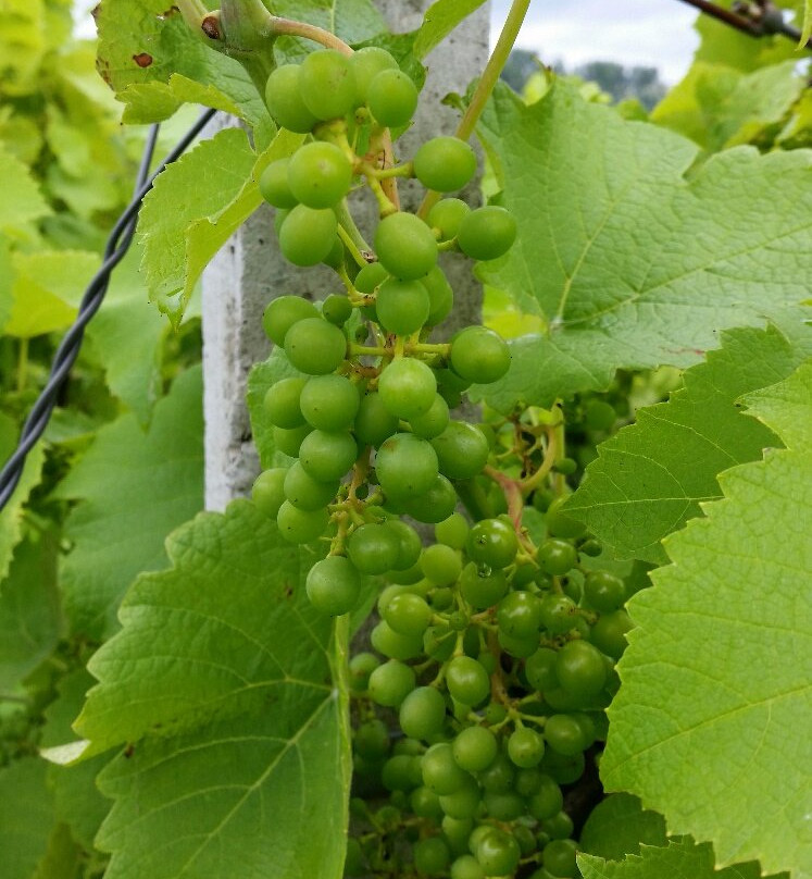 Zbrodzice Vinery景点图片