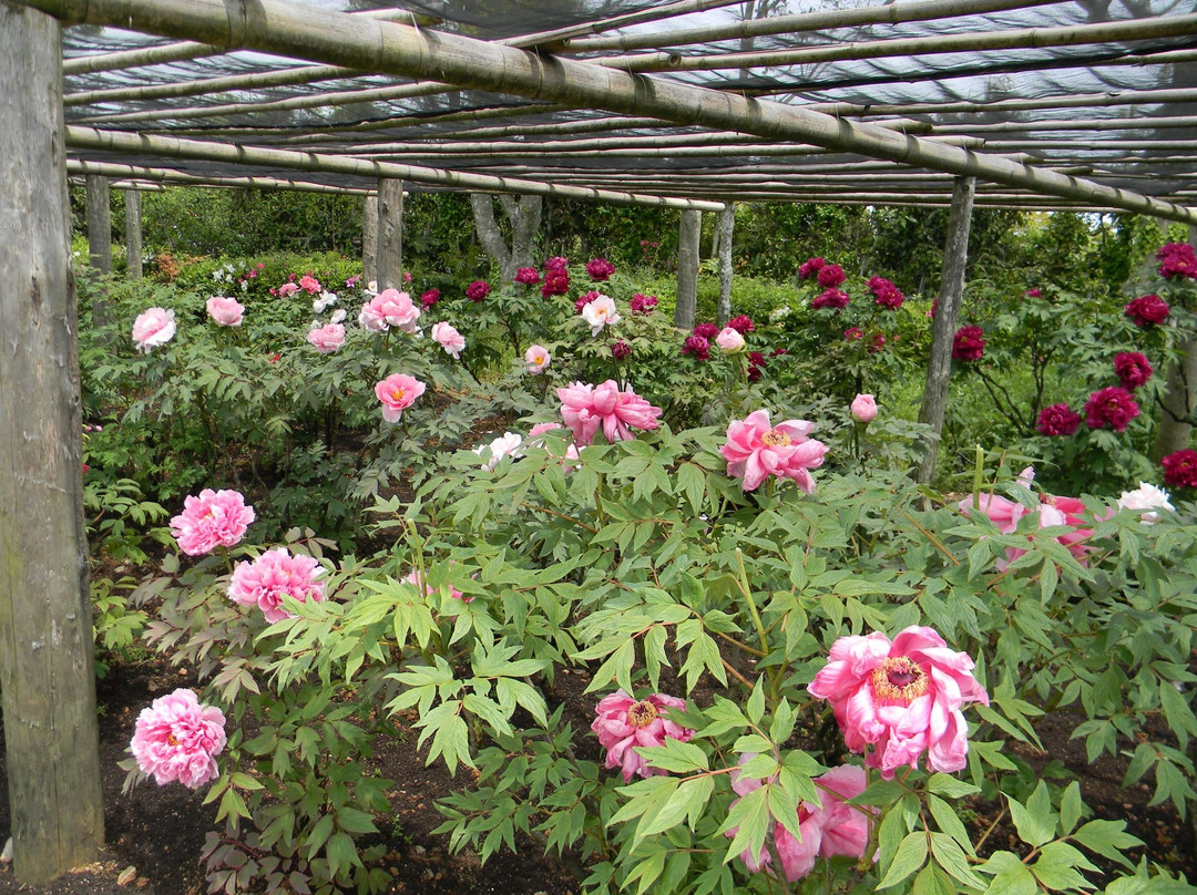 Peony and Green Hill Park-唐津市必去景点