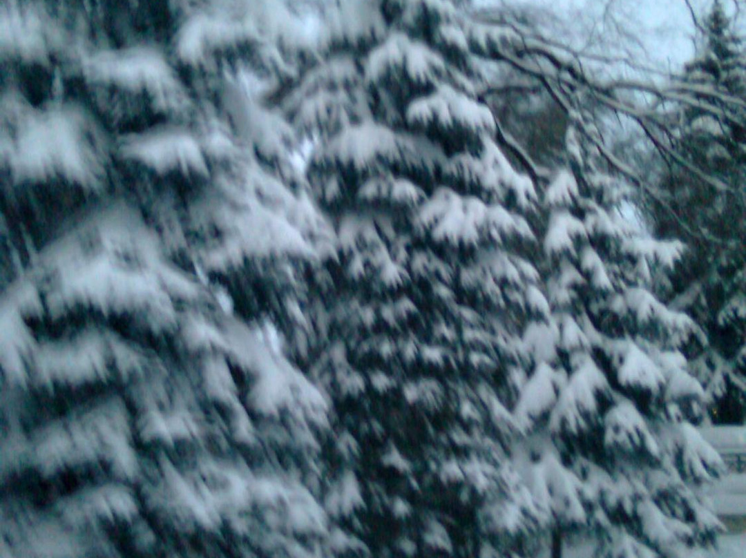 Parcul Alunelul-基希讷乌必去景点