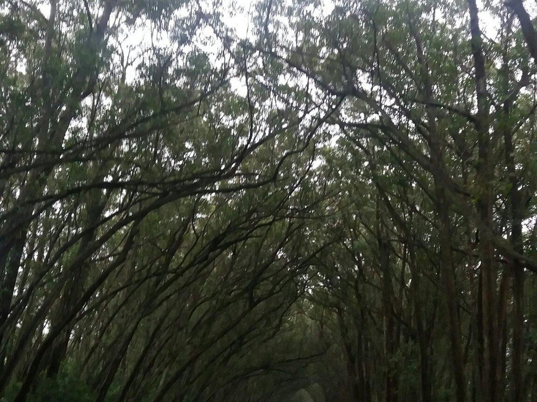 Túnel Verde景点图片