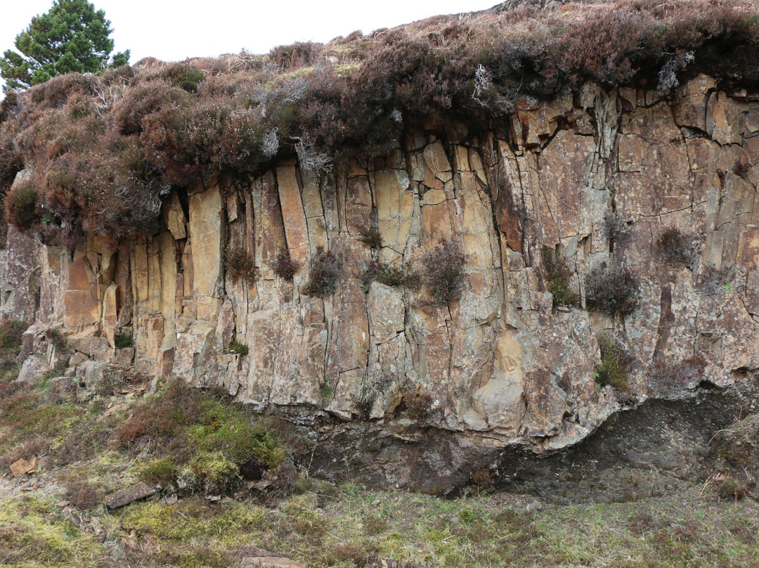 MacCulloch's Fossil Tree-马尔岛必去景点