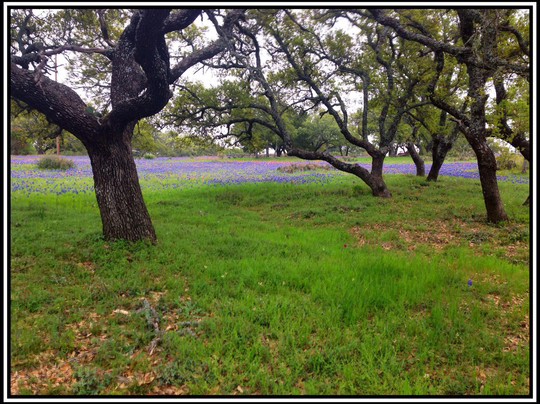 Bluebonnet Trail-Llano必去景点