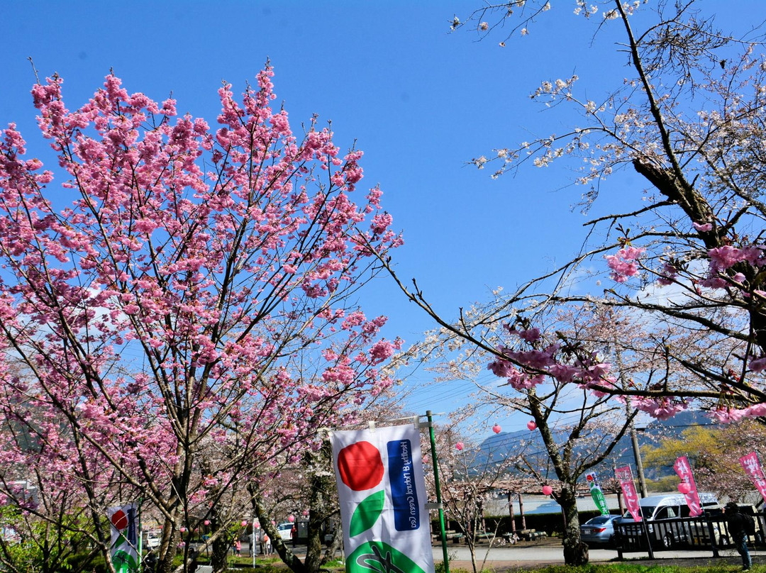 Kawane Cherry Blossom Festival景点图片
