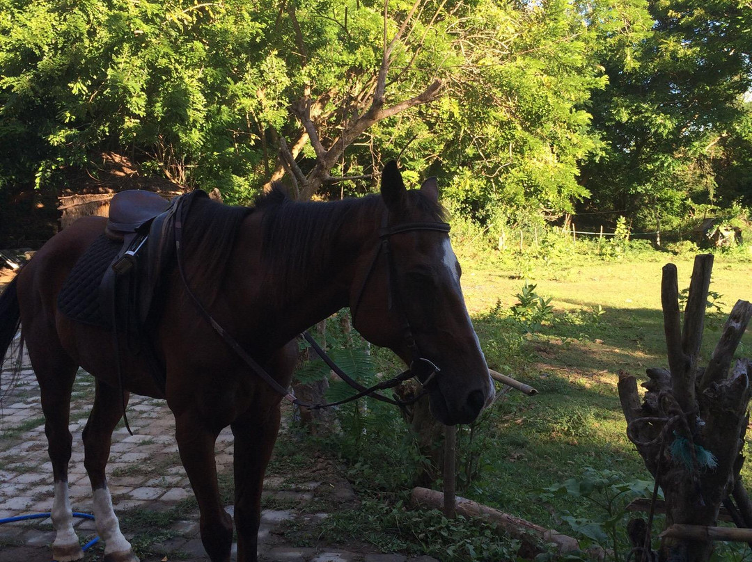 Kuta Horses-Kuta必去景点