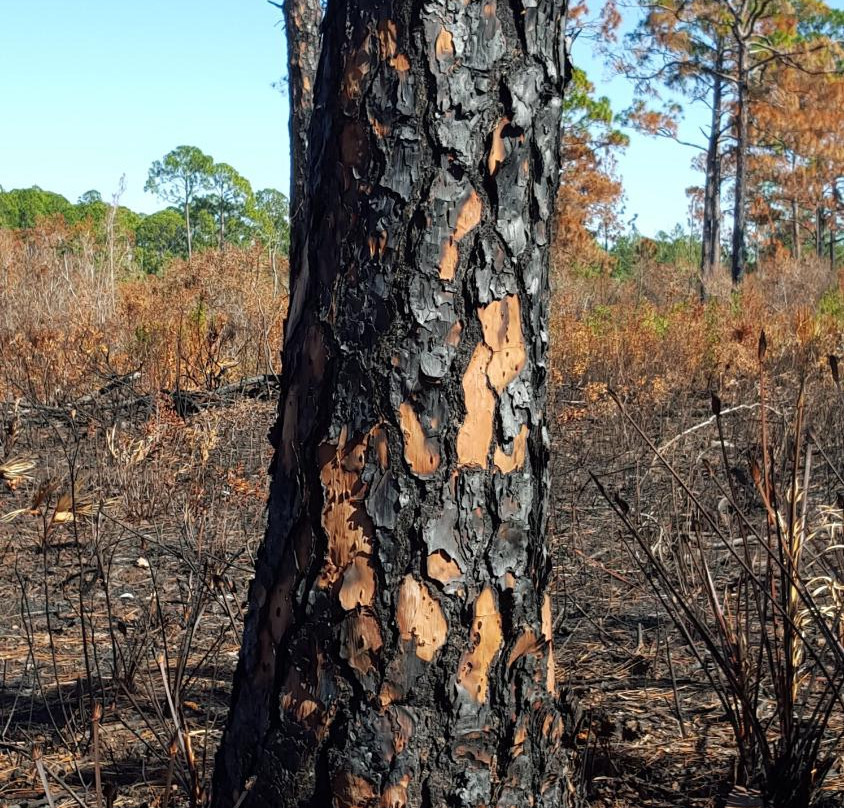 Cedar Key Scrub State Reserve景点图片